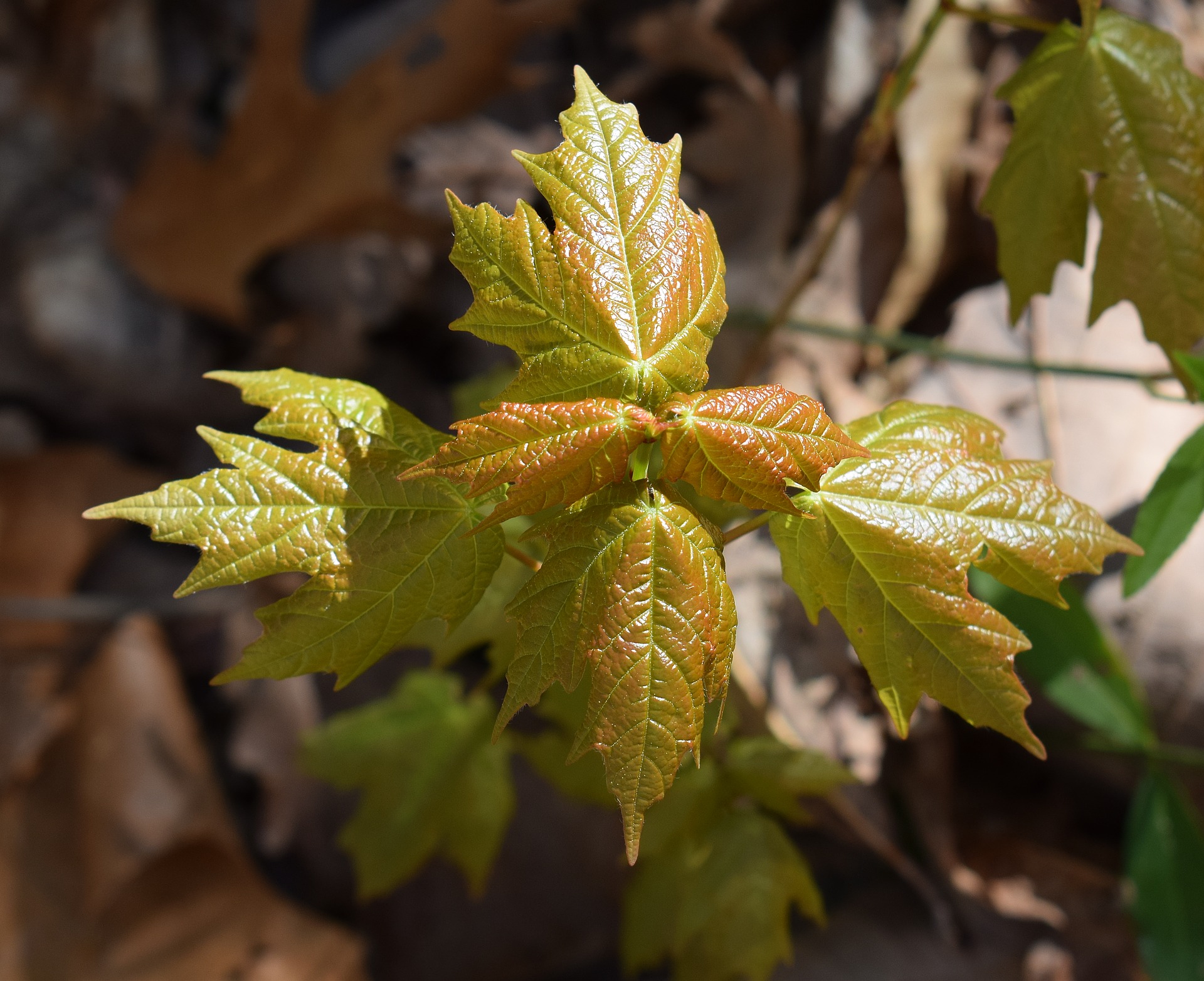 Plant a trillion trees and save the world?